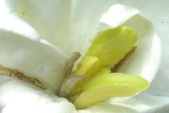 GARDENIA JASMINOIDES, anthers in double blossom