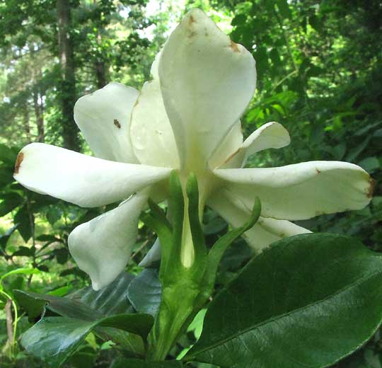 Gardenia, GARDENIA JASMINOIDES, flower showing calyx