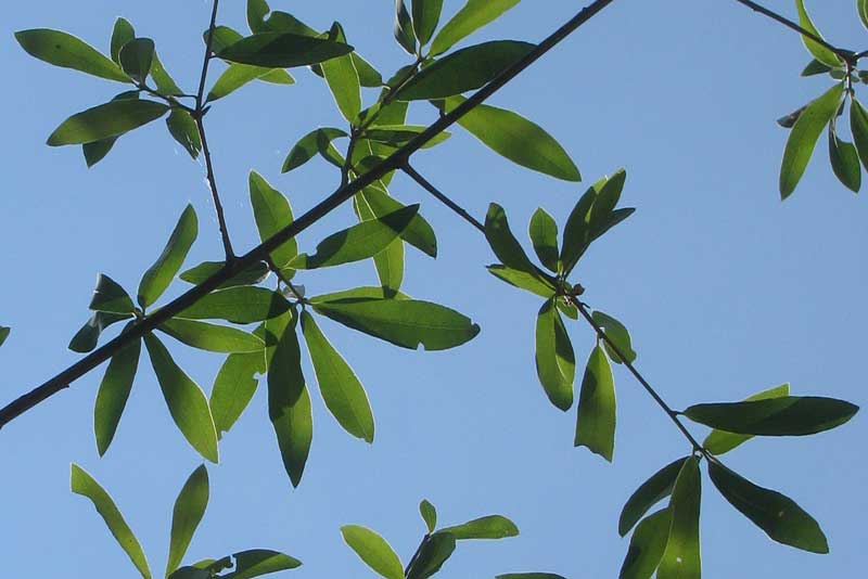 QUERCUS HEMISPHAERICA, leaves and stems