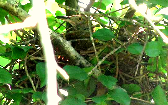 Brown Thrasher, TOXOSTOMA RUFUM, in nest