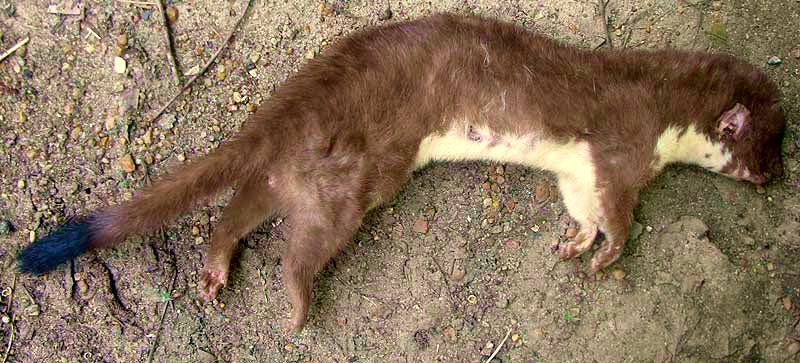 Long-tailed Weasel, MUSTELA FRENATA, roadkill