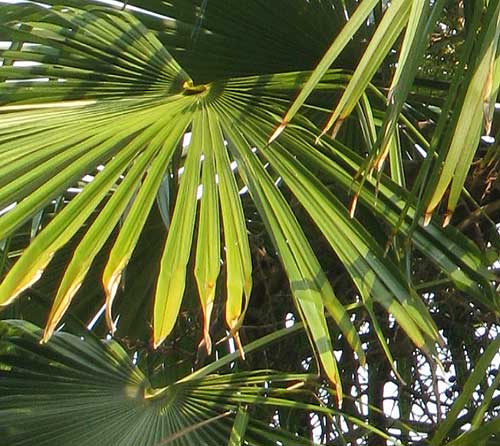 Thatch Palm, THRINAX RADIATA, fronds showing hastulas