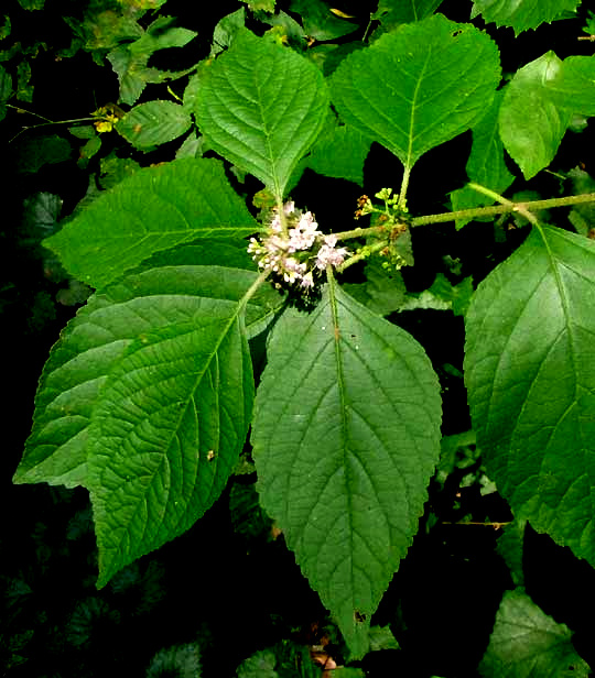 American Beautyberry, CALLICARPA AMERICANA, flowers and leaves