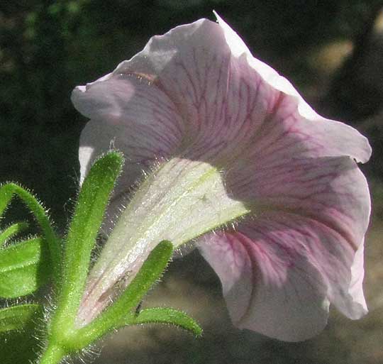 PETUNIA X HYBRIDA 'Tidal Wave Silver' flower from behind showing calyx and hairs