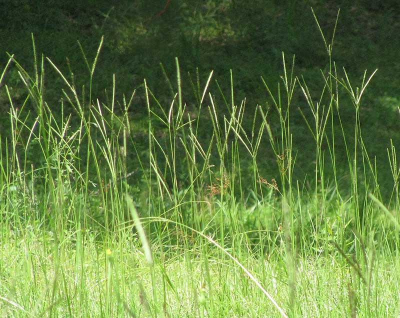 Louisiana Grass, AXONOPUS FISSIFOLIUS