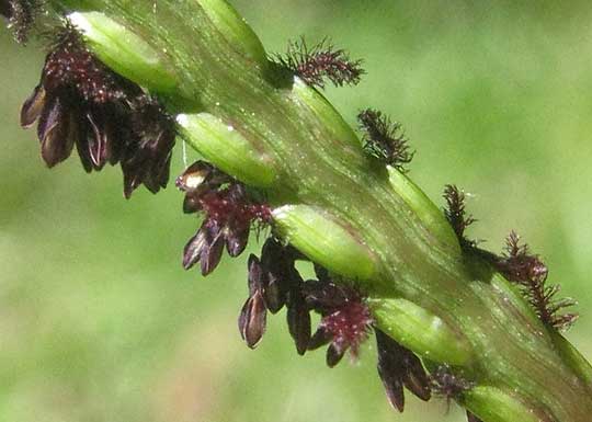 Louisiana Grass, AXONOPUS FISSIFOLIUS, spikelets