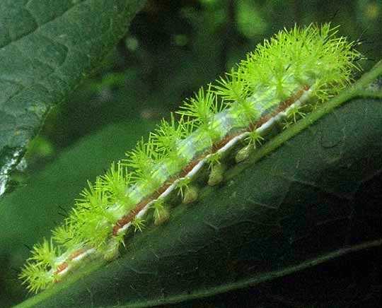 Io Moth Caterpillar, AUTOMERIS IO