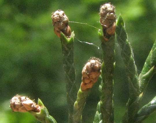 Eastern Redcedar, JUNIPERUS VIRGINIANA, male cones