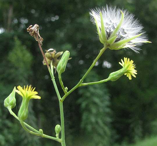 Wild Lettuce, LACTUCA CANADENSIS, flowers and fruiting head