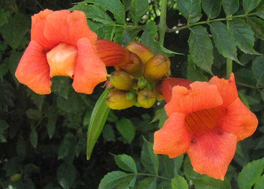 Trumpet Creeper, CAMPSIS RADICANS, flowers, open and closed