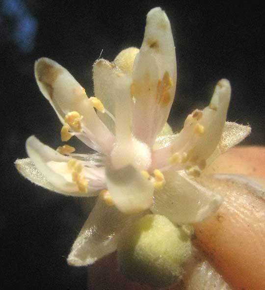Basswood, TILIA AMERICANA, flower