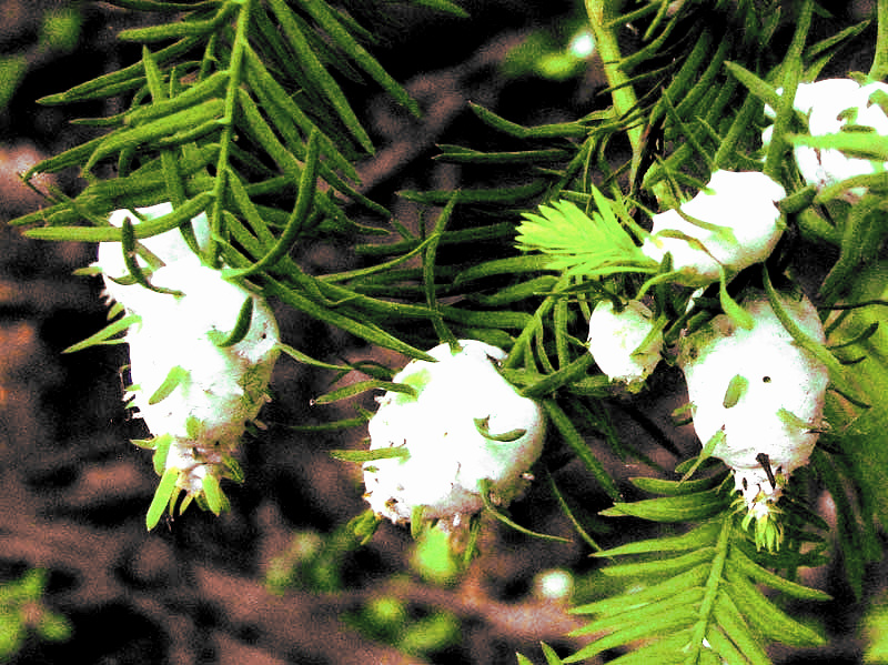 Cypress Twig Galls caused by Twig Gall Midges, TAXODIOMYIA CUPRESSIANANASSA