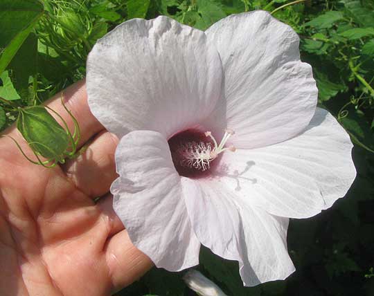 Halberdleaf Rosemallow, HIBISCUS LAEVIS, flower and flower bud