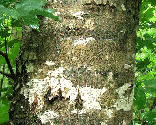 Southern Sugar Maple, ACER FLORIDANUM, trunk