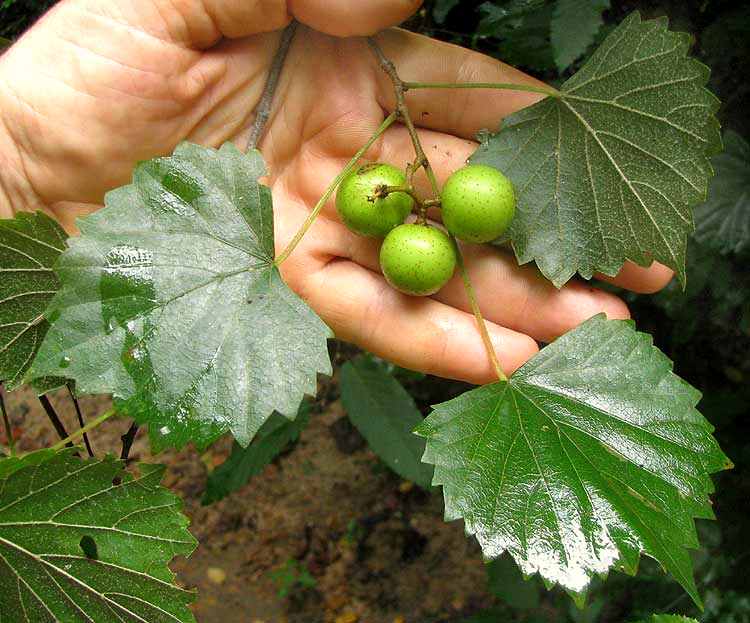 Muscadine, VITIS ROTUNDIFOLIA, immature grapes & leaves
