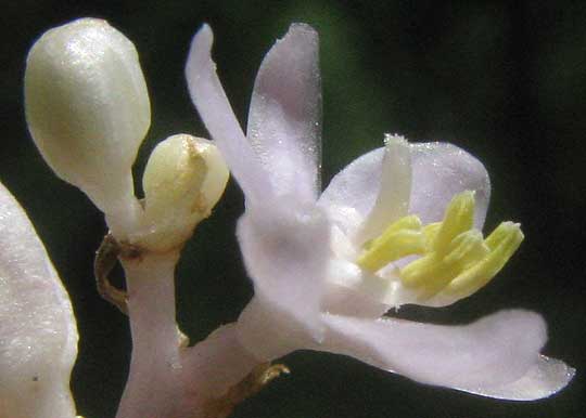 Lily Turf, LIRIOPE sp., flower