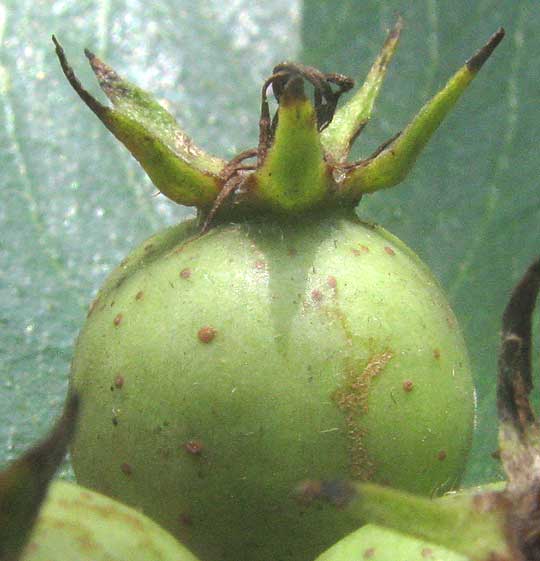 Cockspur Hawthorn, CRATAEGUS CRUS-GALLI, immature fruit