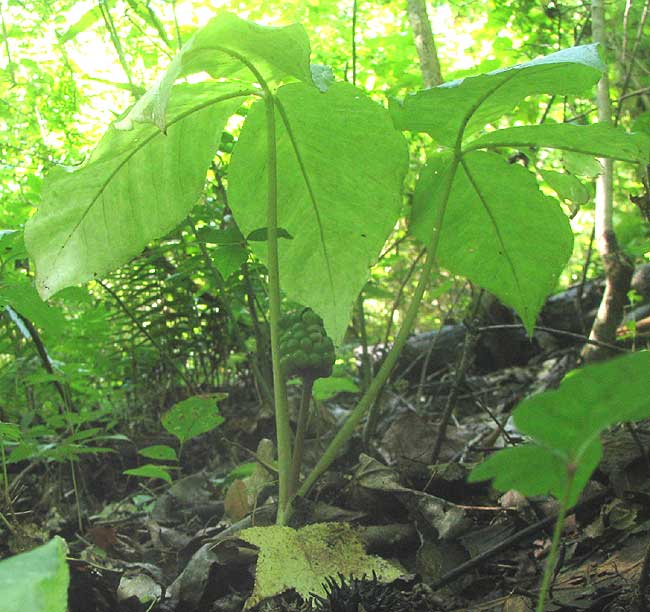 Jack-in-the-pulpit, ARISAEMA TRIPHYLLUM, leaves and immature fruits in August