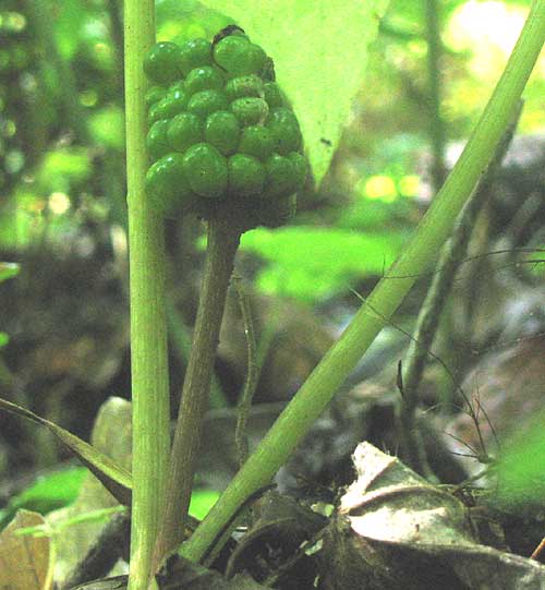 Jack-in-the-pulpit, ARISAEMA TRIPHYLLUM, close-up of immature fruits
