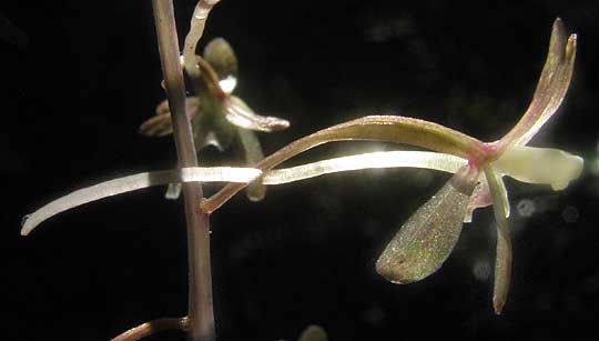 Cranefly Orchid, TIPULARIA DISCOLOR, flower close-up