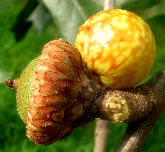 Acorn Plum Gall arising from cut of Black Oak acorn, caused by the gall wasp Amphibolips quercusjuglans