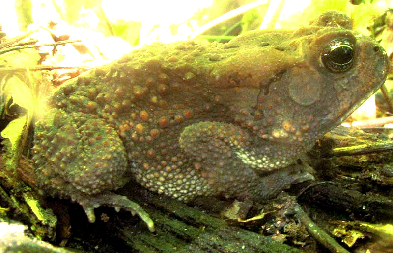 American Toad, BUFO AMERICANUS