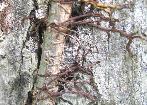 Poison Ivy, TOXICODENDRON RADICANS, adventitious roots
