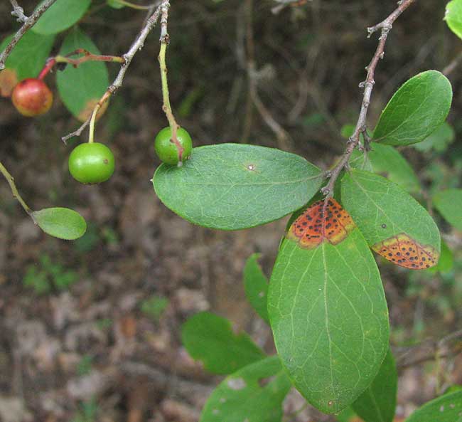 Sparkleberry or Farkleberry, VACCINIUM ARBOREUM, immature fruits