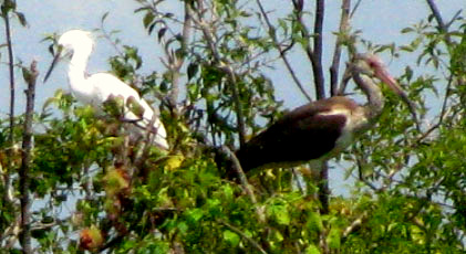 White Ibis, EUDOCIMUS ALBUS, juvenile, perched in tree with Snowy Egret