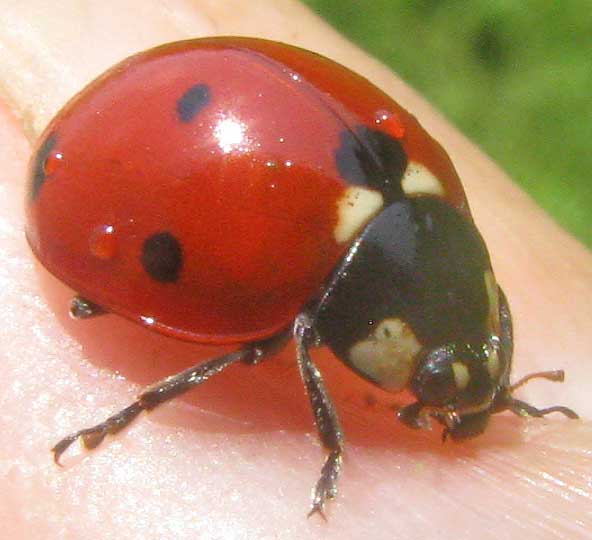 Seven-spotted Ladybug, COCCINELLA SEPTEMPUNCTATA