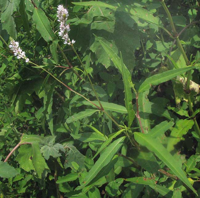 Pennsylvania Smartweed, PERSICARIA PENSYLVANICA, flowers & leaves