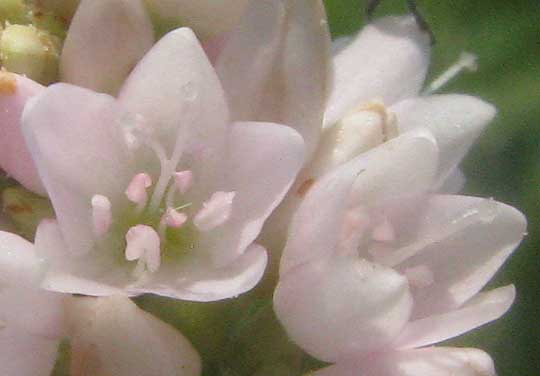 Pennsylvania Smartweed, PERSICARIA PENSYLVANICA, flower close-up