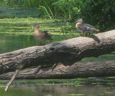 Blue-winged Teal, ANAS DISCORS, immature plumage