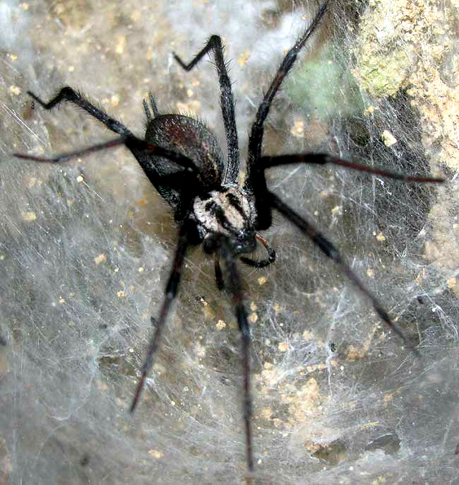Grass Spider, AGELENOPSIS NAEVIA