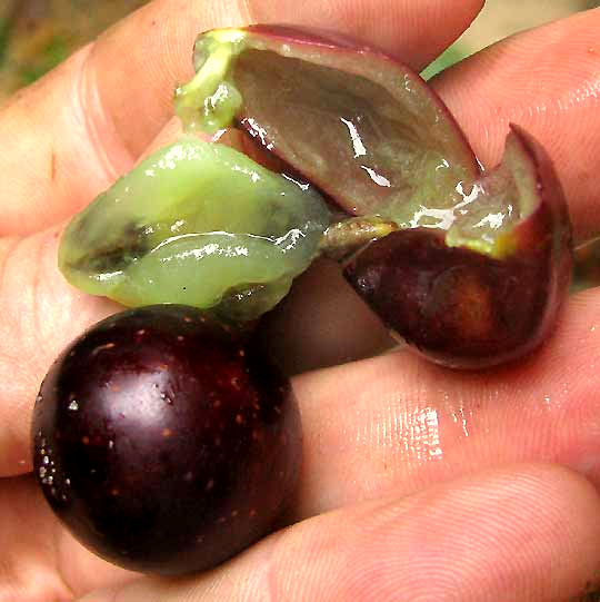 Muscadine, VITIS ROTUNDIFOLIA, ripe grapes showing thick skins