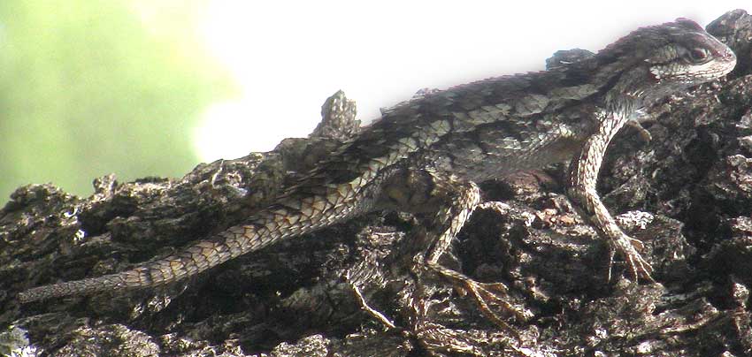 Texas Spiny Lizard, SCELOPORUS OLIVACEUS