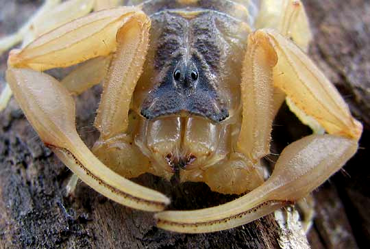 Striped Bark Scorpion, CENTRUROIDES VITTATUS, view of head from front