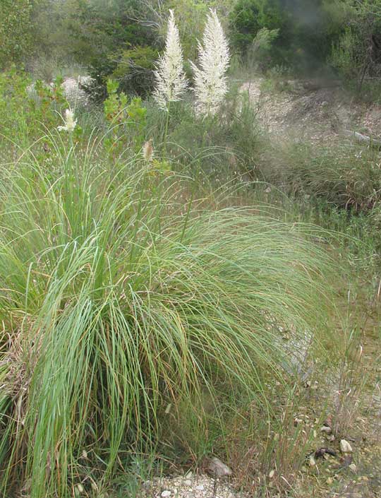 Pampas Grass, CORTADERIA SELLOANA