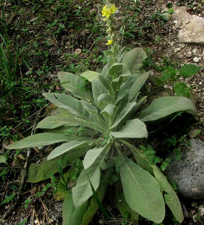 Mullein, VERBASCUM THAPSUS, stalk with yellow flowers