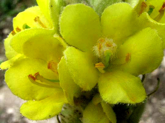 Mullein, VERBASCUM THAPSUS, flower close-up