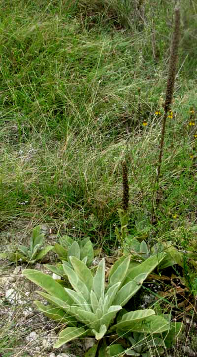 Mullein, VERBASCUM THAPSUS, first-year rosettes and with fruiting spikes