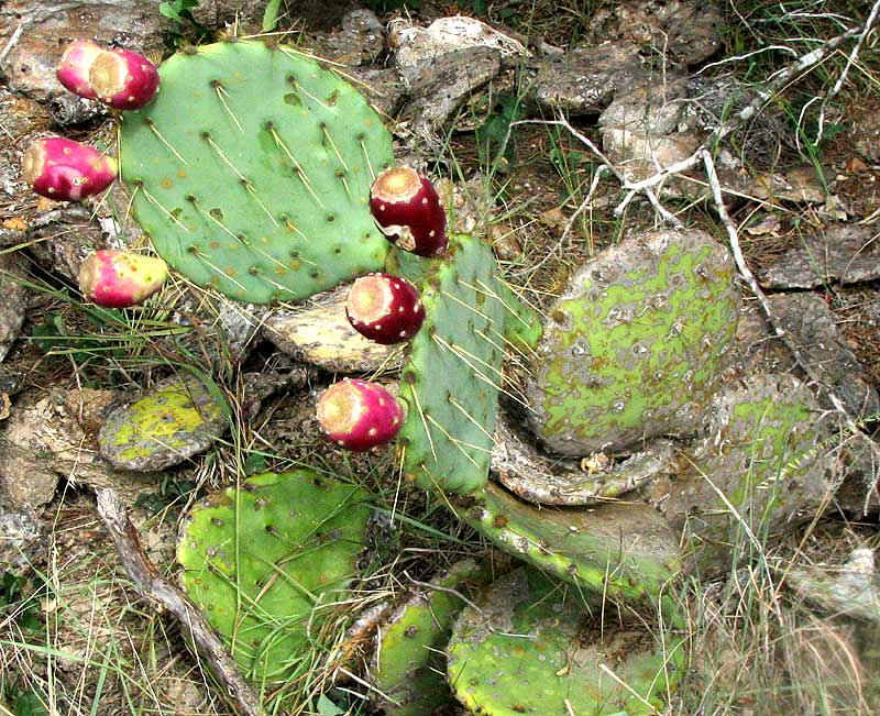 Texas Pricklypear, OPUNTIA ENGELMANNII var. LINDHEIMERI, with water-storing stems