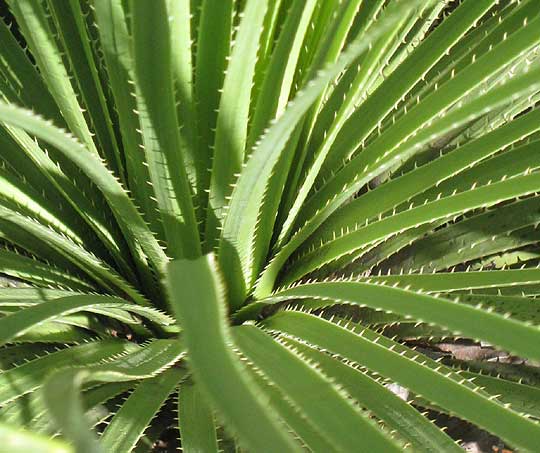 Texas Sotol, DASYLIRION TEXANUM, close-up of spiny leaves arising from stalk