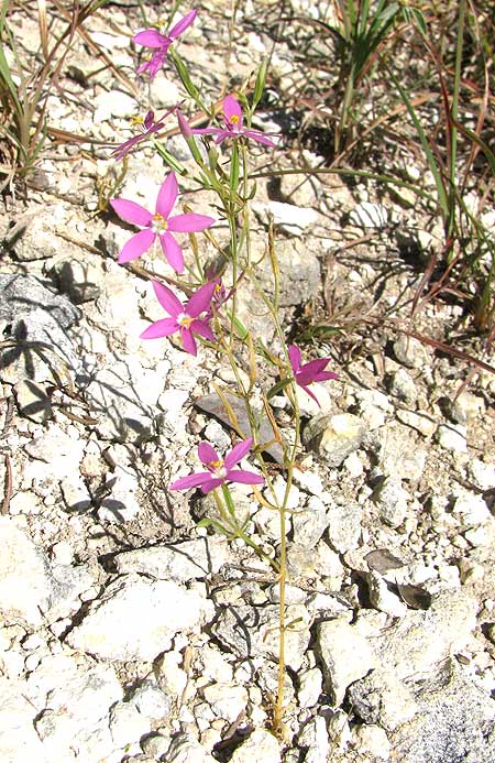 Mountain Pink, ZELTNERA BEYRICHII, flowering plant