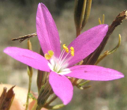 Mountain Pink, ZELTNERA BEYRICHII, flower close-up
