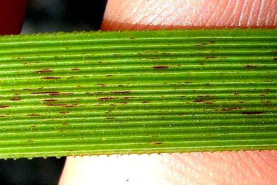 NOLINA LINDHEIMERIANA, leaf close-up showing teeth