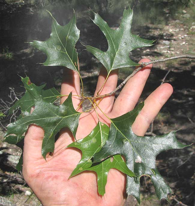 Texas Red Oak, QUERCUS BUCKLEYI. leaves
