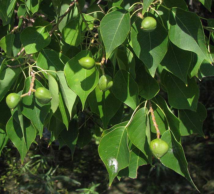 Chinese Tallow Tree, TRIADICA SEBIFERA, leaves and fruits