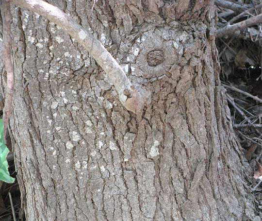 Chinese Tallow Tree, TRIADICA SEBIFERA, bark