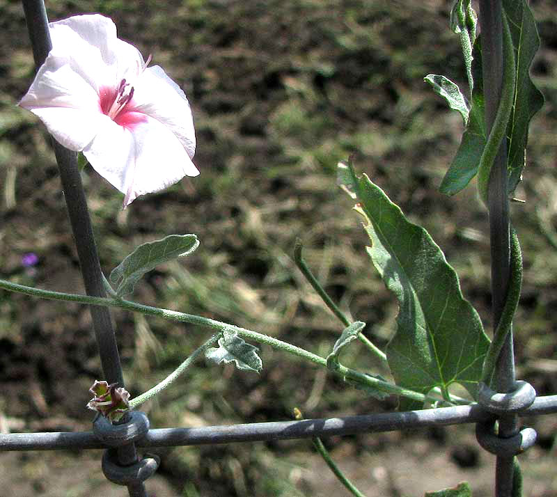 Texas Bindweed, CONVOLVULUS EQUITANS, flower and leaves
